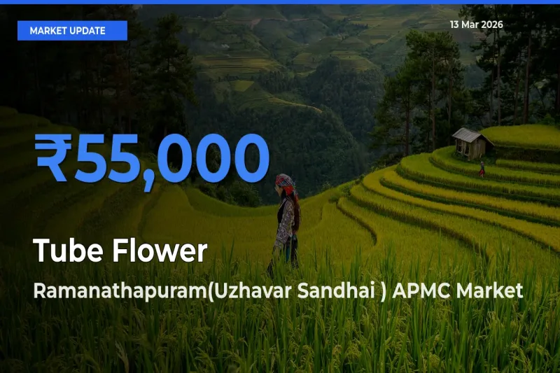 Ramanathapuram(Uzhavar Sandhai ) APMC Leads as Top Mandi for Tube Flower Prices