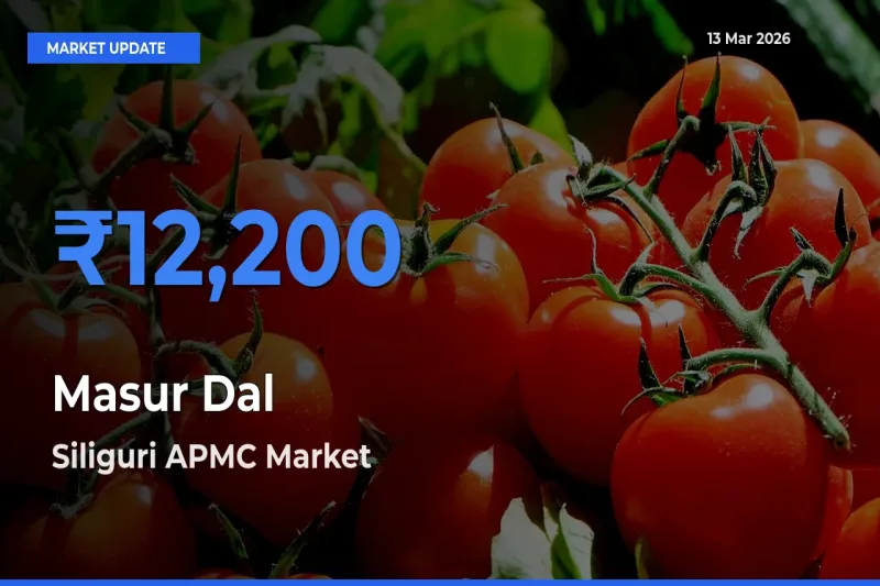 Top Performer! Siliguri APMC Offers Best Masur Dal Price Today