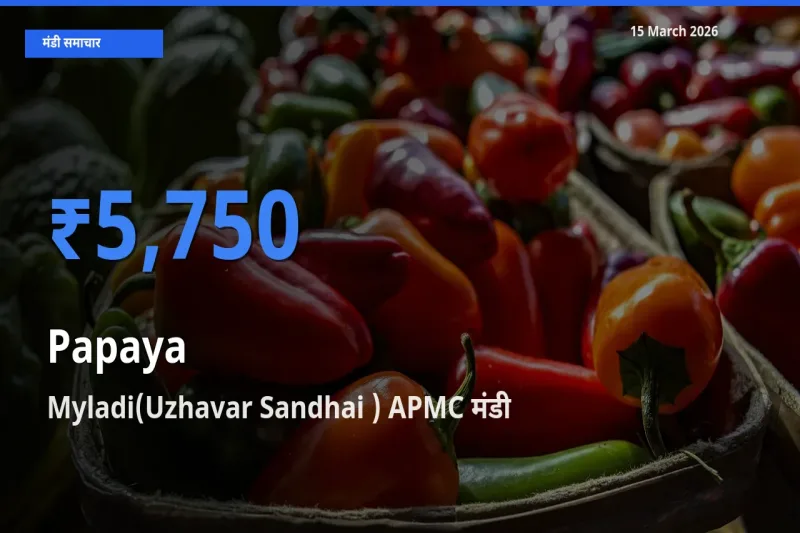 टॉप मंडी बना Myladi(Uzhavar Sandhai ) APMC! पपीता के सबसे ऊँचे दाम यहीं दर्ज