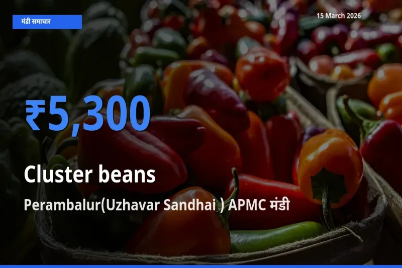15 March अपडेट: ग्वार फली के सबसे ऊँचे दाम Perambalur(Uzhavar Sandhai ) APMC मंडी में