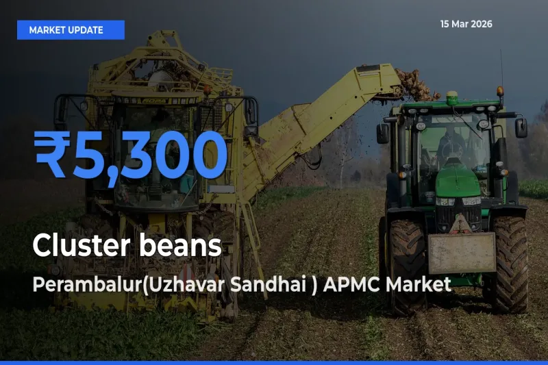 Market Watch: Perambalur(Uzhavar Sandhai ) APMC Becomes Top Mandi for Cluster beans