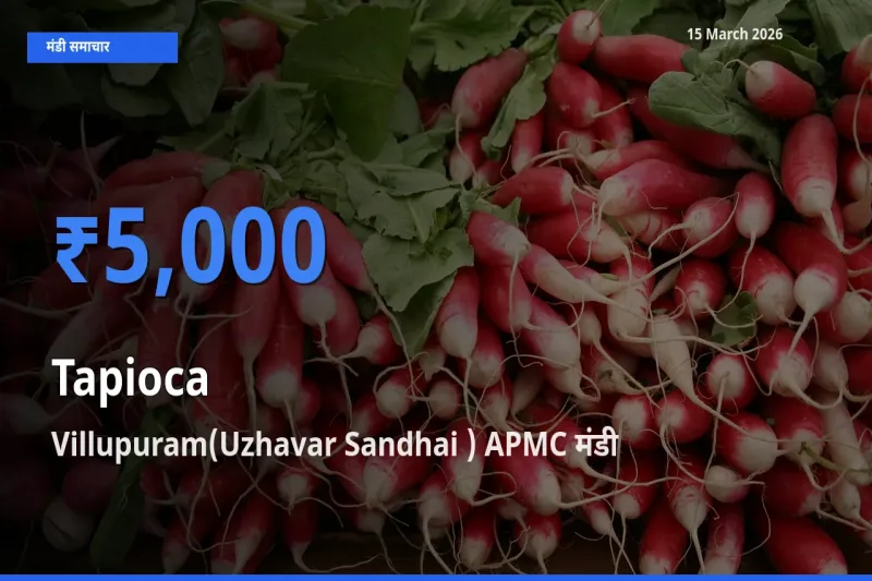बाज़ार संकेत: Villupuram(Uzhavar Sandhai ) APMC बना साबूदाना के लिए आज की टॉप मंडी