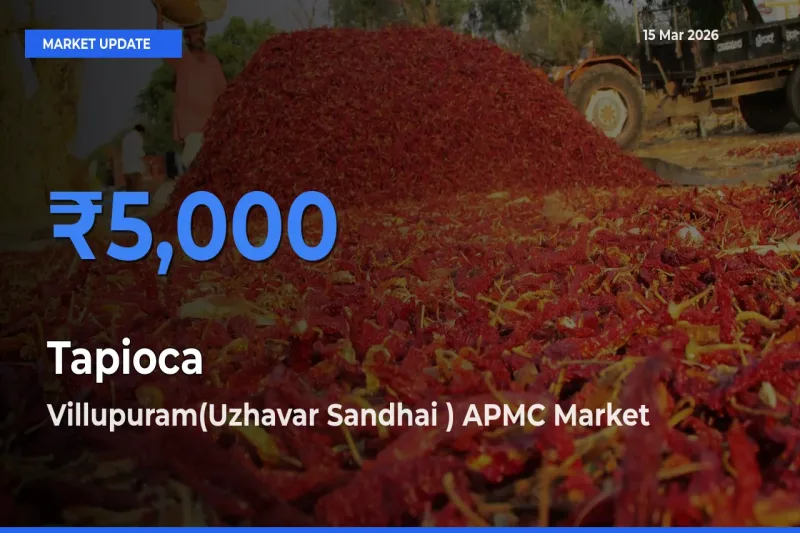 Villupuram(Uzhavar Sandhai ) APMC Tops Tapioca Rates – March 15 Market Update