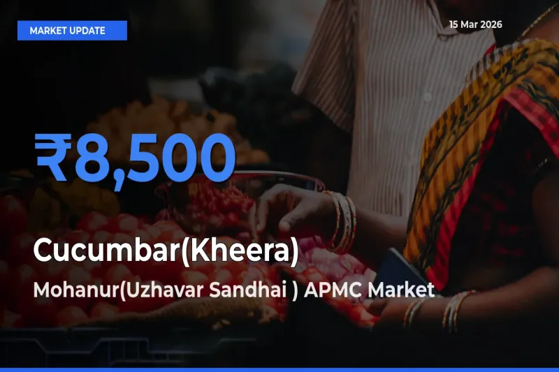 Market Watch: Mohanur(Uzhavar Sandhai ) APMC Becomes Top Mandi for Cucumbar(Kheera)