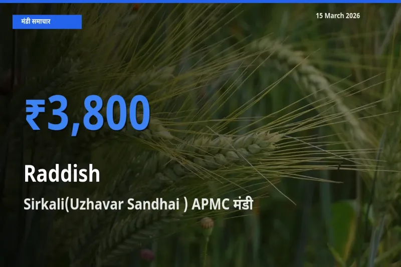 बाज़ार संकेत: Sirkali(Uzhavar Sandhai ) APMC बना मूली के लिए आज की टॉप मंडी