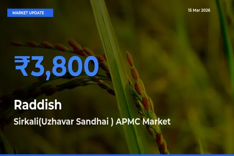 Sirkali(Uzhavar Sandhai ) APMC Emerges as Top Mandi for Raddish Prices Today