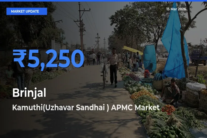 Kamuthi(Uzhavar Sandhai ) APMC Tops Brinjal Mandi Rates Today