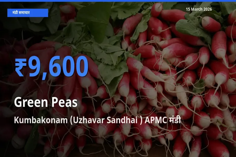 आज हरा मटर के सबसे ज़्यादा दाम Kumbakonam (Uzhavar Sandhai ) APMC मंडी में दर्ज