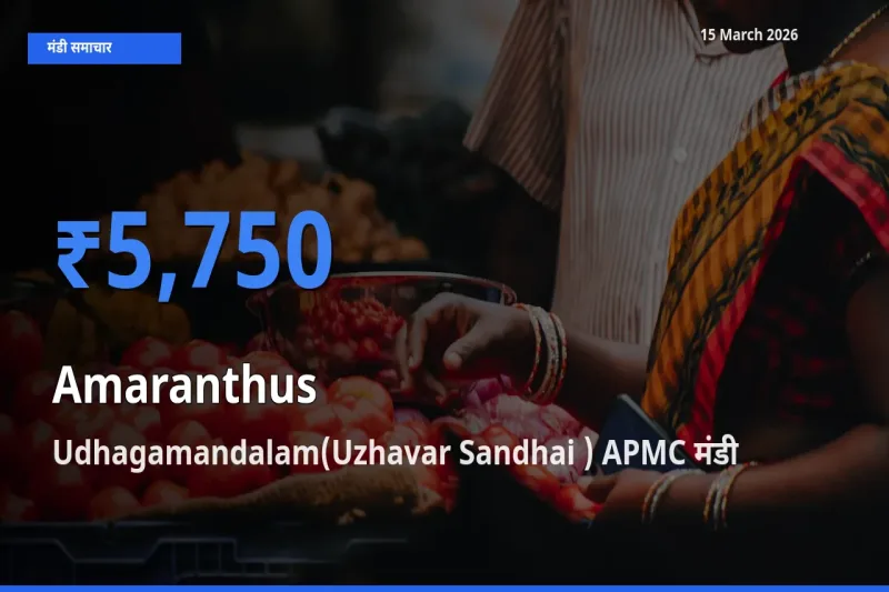 बाज़ार संकेत: Udhagamandalam(Uzhavar Sandhai ) APMC बना चौलाई के लिए आज की टॉप मंडी