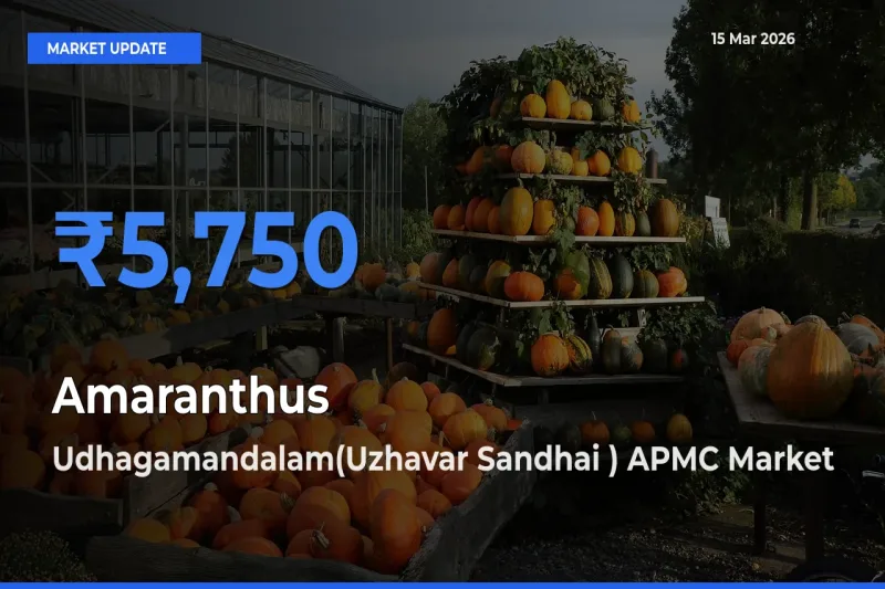 Udhagamandalam(Uzhavar Sandhai ) APMC Emerges as Top Mandi for Amaranthus Prices Today