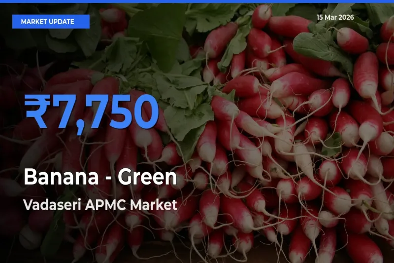 Vadaseri APMC Emerges as Top Mandi for Banana - Green Prices Today