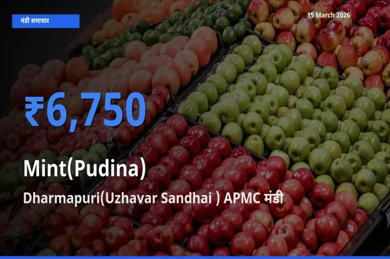 Dharmapuri(Uzhavar Sandhai ) APMC मंडी में आज पुदीना के सबसे ऊँचे दाम दर्ज