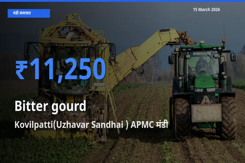 आज का मंडी भाव: करेला के सबसे ज़्यादा दाम Kovilpatti(Uzhavar Sandhai ) APMC में