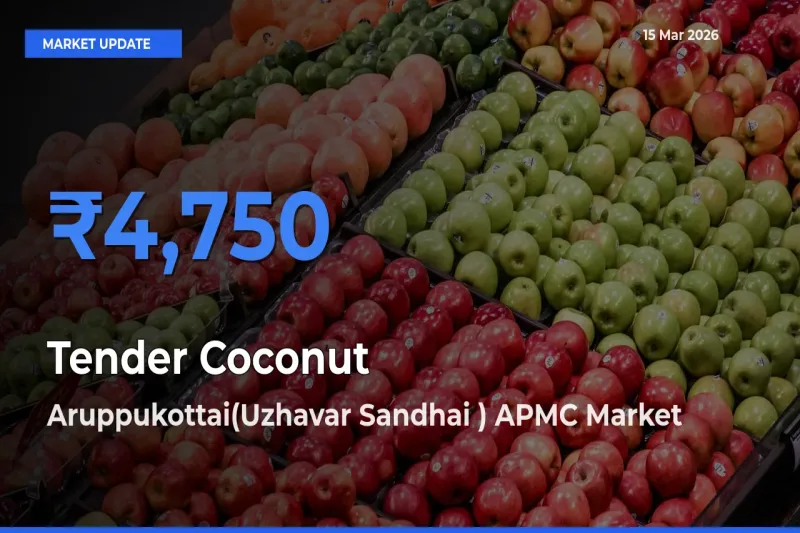 Top Performer! Aruppukottai(Uzhavar Sandhai ) APMC Offers Best Tender Coconut Price Today
