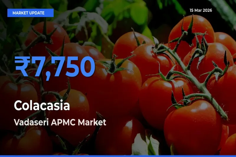 Farmers Prefer Vadaseri APMC as Colacasia Hits Highest Rate