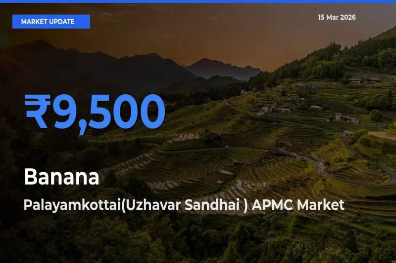 Palayamkottai(Uzhavar Sandhai ) APMC Emerges as Top Mandi for Banana Prices Today