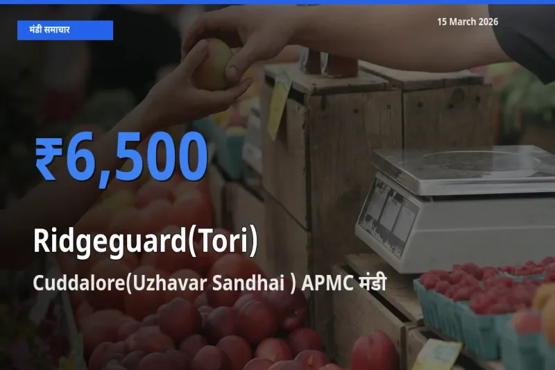 15 March अपडेट: तोरई के सबसे ऊँचे दाम Cuddalore(Uzhavar Sandhai ) APMC मंडी में
