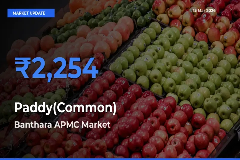 Banthara APMC Leads as Top Mandi for Paddy(Common) Prices