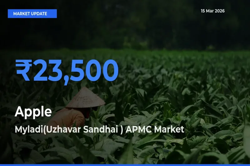 Myladi(Uzhavar Sandhai ) APMC Offers ₹23,500 – Highest Apple Rate Today