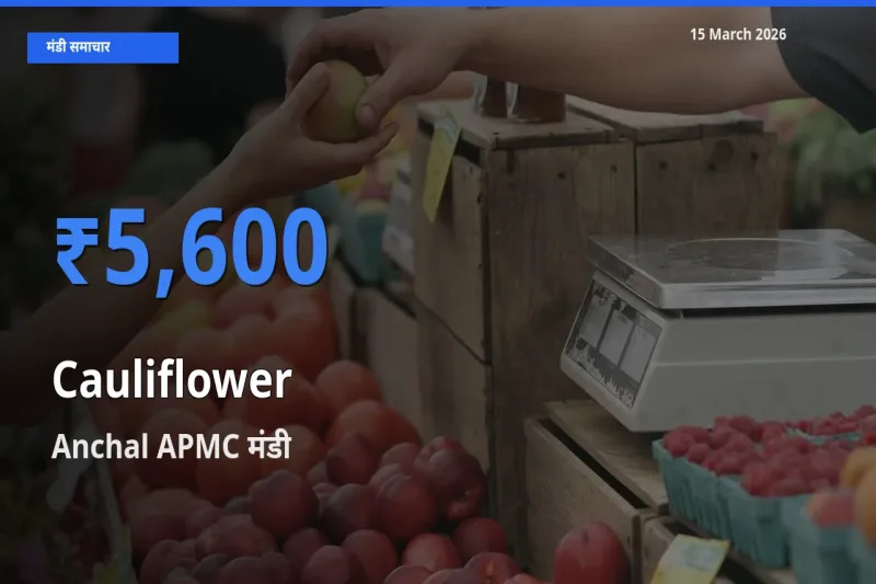 Anchal APMC में फूलगोभी का आज सबसे ऊँचा भाव
