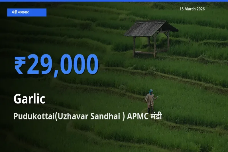 आज लहसुन के सबसे ज़्यादा दाम Pudukottai(Uzhavar Sandhai ) APMC मंडी में दर्ज