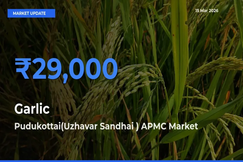 Pudukottai(Uzhavar Sandhai ) APMC Tops Garlic Rates – March 15 Market Update