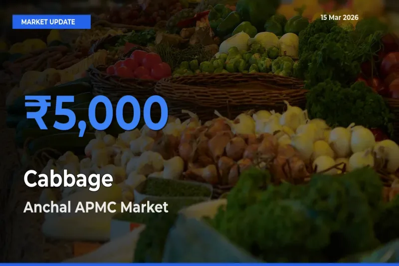 Cabbage Mandi Rate Today: Anchal APMC Tops the List