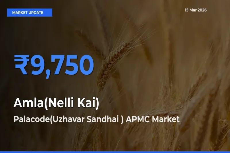 Palacode(Uzhavar Sandhai ) APMC Records Highest ₹9,750 Rate for Amla(Nelli Kai)