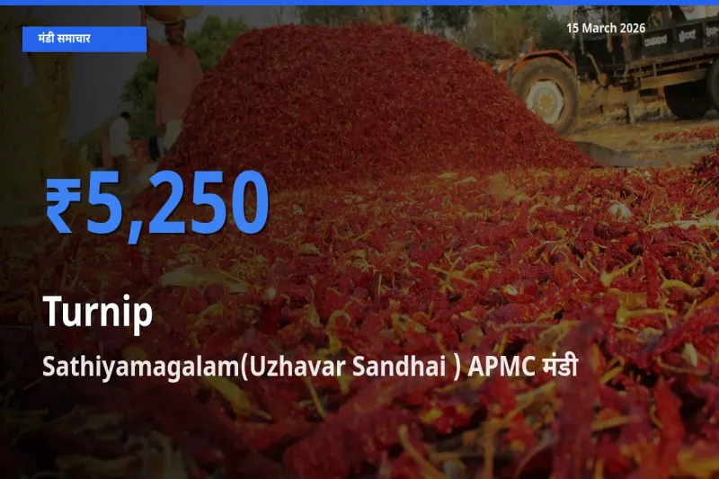 15 March अपडेट: शलजम के सबसे ऊँचे दाम Sathiyamagalam(Uzhavar Sandhai ) APMC मंडी में