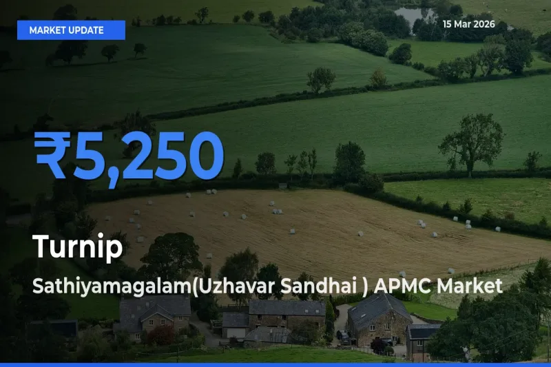 Farmers Prefer Sathiyamagalam(Uzhavar Sandhai ) APMC as Turnip Hits Highest Rate