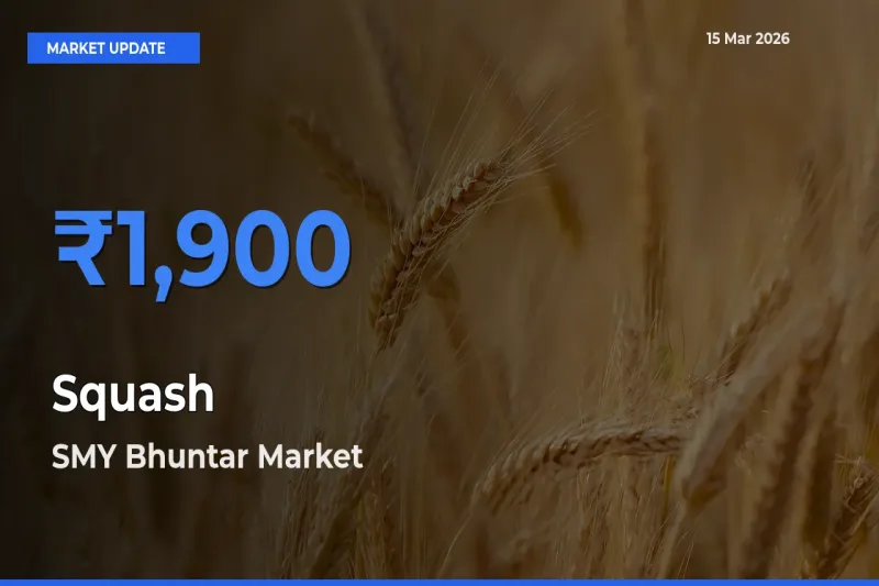 SMY Bhuntar Emerges as Top Mandi for Squash Prices Today