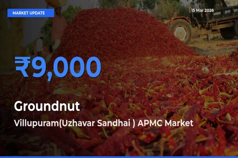 Farmers Prefer Villupuram(Uzhavar Sandhai ) APMC as Groundnut Hits Highest Rate