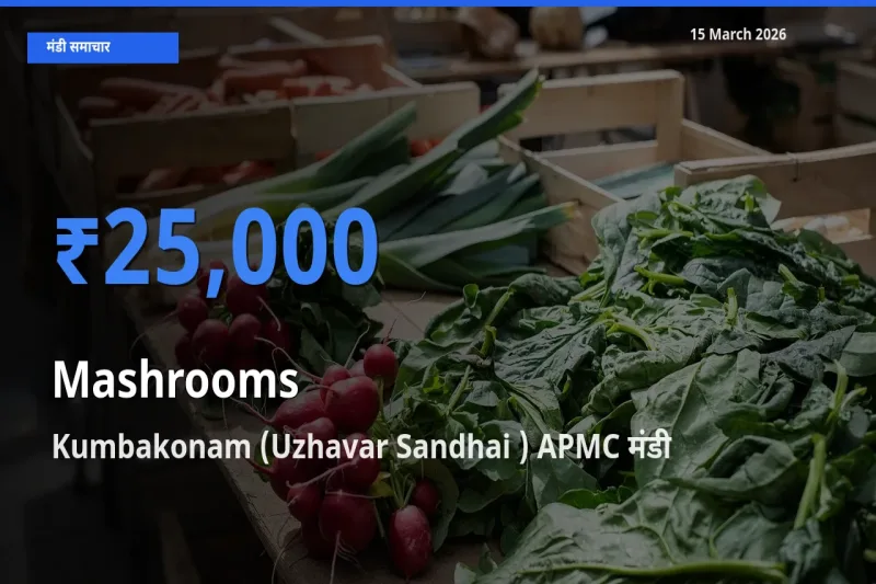 आज का मंडी भाव: मशरूम के सबसे ज़्यादा दाम Kumbakonam (Uzhavar Sandhai ) APMC में