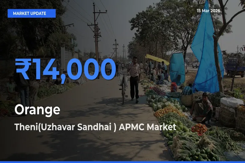 Top Performer! Theni(Uzhavar Sandhai ) APMC Offers Best Orange Price Today