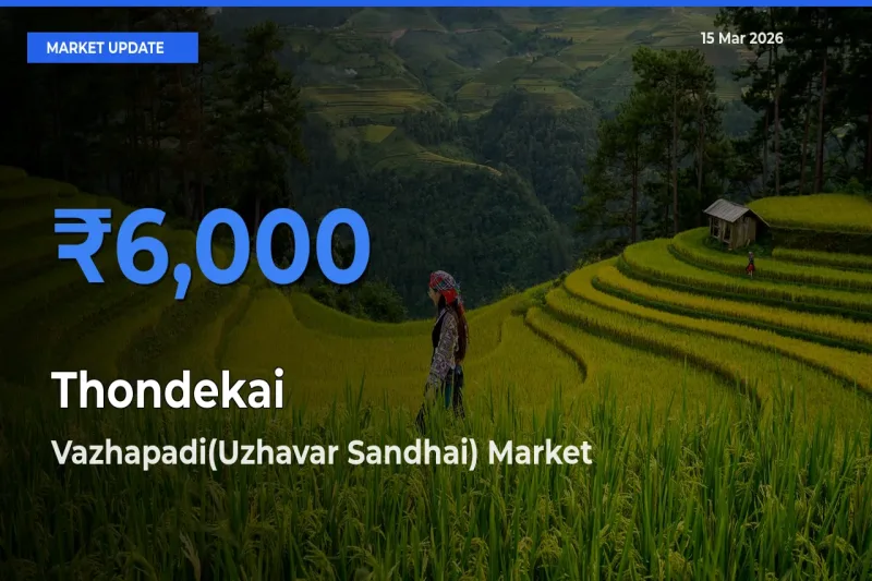 Vazhapadi(Uzhavar Sandhai) Leads as Top Mandi for Thondekai Prices