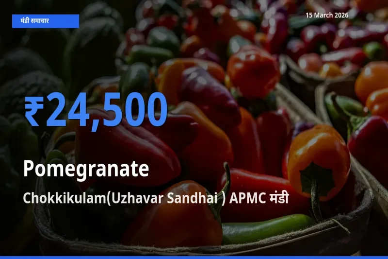 Chokkikulam(Uzhavar Sandhai ) APMC मंडी में आज अनार के सबसे ऊँचे दाम दर्ज