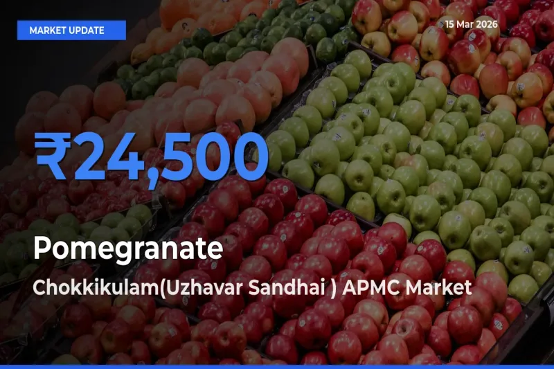 Chokkikulam(Uzhavar Sandhai ) APMC Leads as Top Mandi for Pomegranate Prices