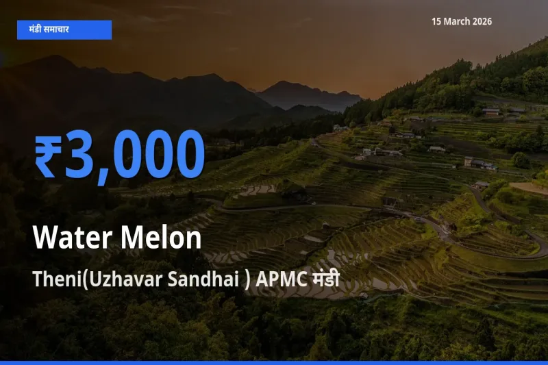 Theni(Uzhavar Sandhai ) APMC मंडी में आज तरबूज के सबसे ऊँचे दाम दर्ज