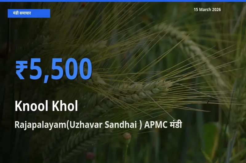 टॉप मंडी बना Rajapalayam(Uzhavar Sandhai ) APMC! गांठगोभी के सबसे ऊँचे दाम यहीं दर्ज