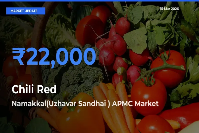 Namakkal(Uzhavar Sandhai ) APMC Leads as Top Mandi for Chili Red Prices