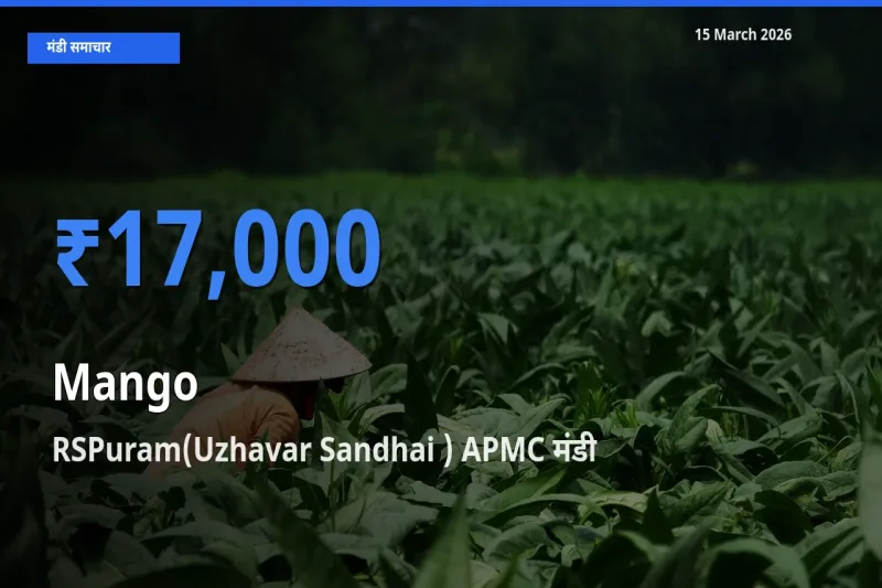 RSPuram(Uzhavar Sandhai ) APMC मंडी में आज आम के सबसे ऊँचे दाम दर्ज