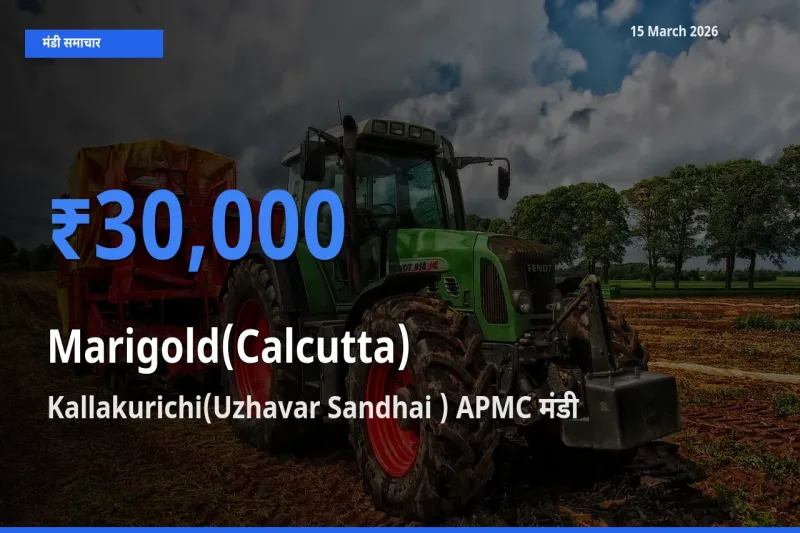 किसानों की पसंद बना Kallakurichi(Uzhavar Sandhai ) APMC, गेंदा (कलकत्ता) के सबसे अच्छे दाम