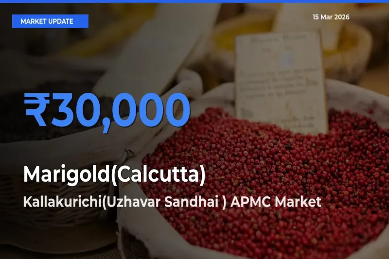 Kallakurichi(Uzhavar Sandhai ) APMC Tops Marigold(Calcutta) Mandi Rates Today
