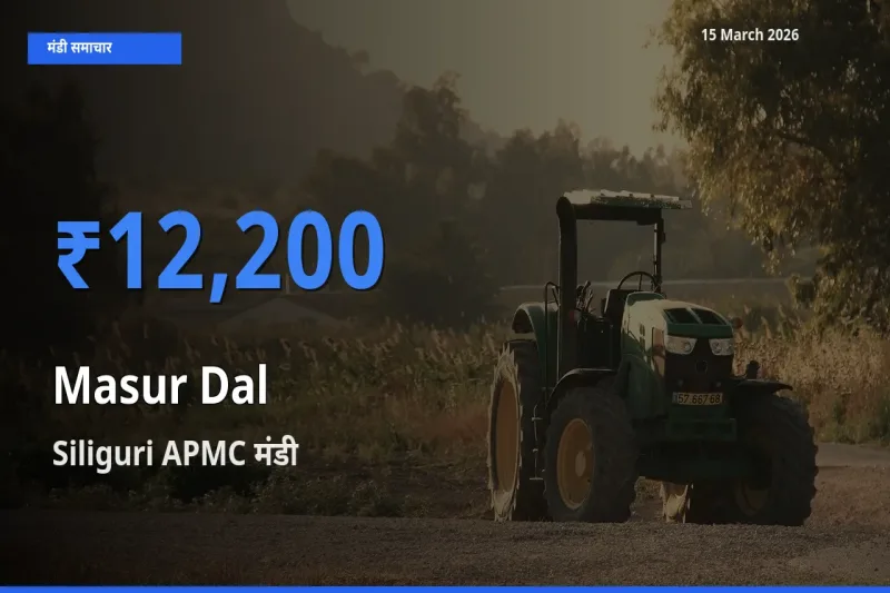 Siliguri APMC मंडी में आज मसूर दाल के सबसे ऊँचे दाम दर्ज