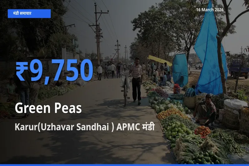 आज का मंडी भाव: हरा मटर के सबसे ज़्यादा दाम Karur(Uzhavar Sandhai ) APMC में