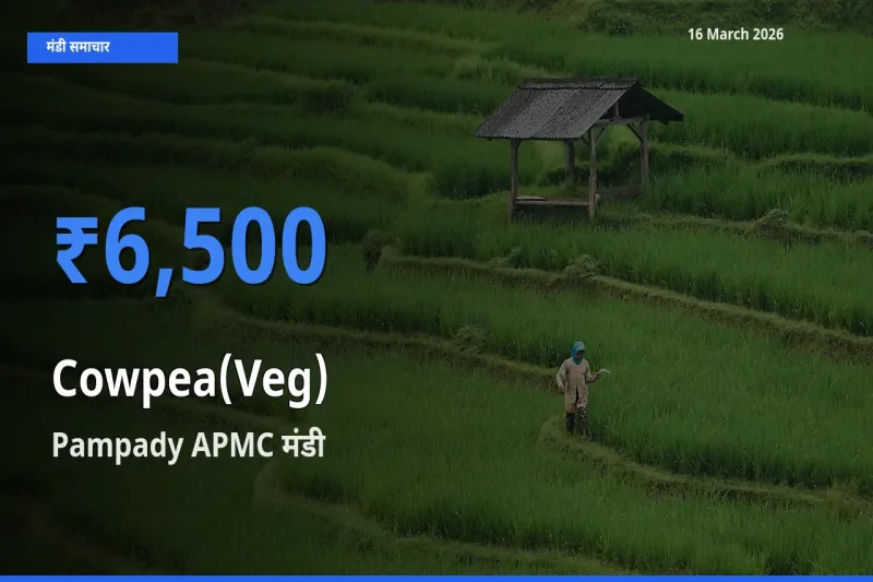 Pampady APMC में लोबिया फली का आज सबसे ऊँचा भाव