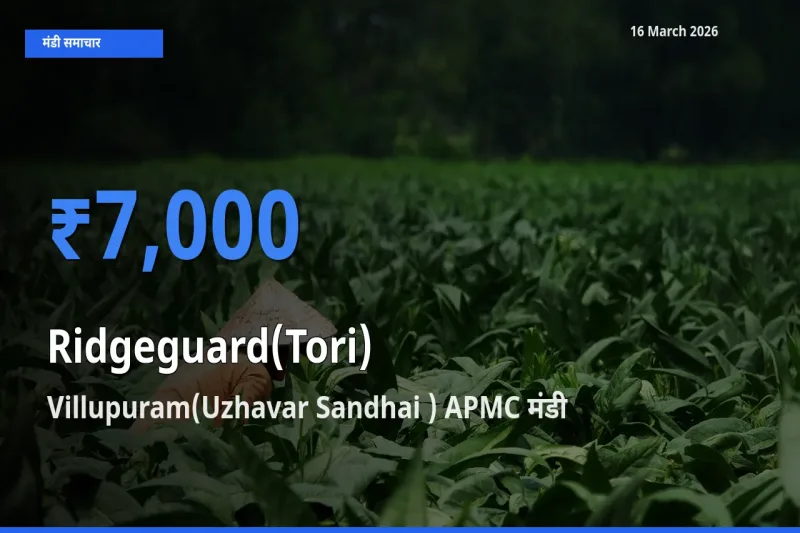 16 March अपडेट: तोरई के सबसे ऊँचे दाम Villupuram(Uzhavar Sandhai ) APMC मंडी में