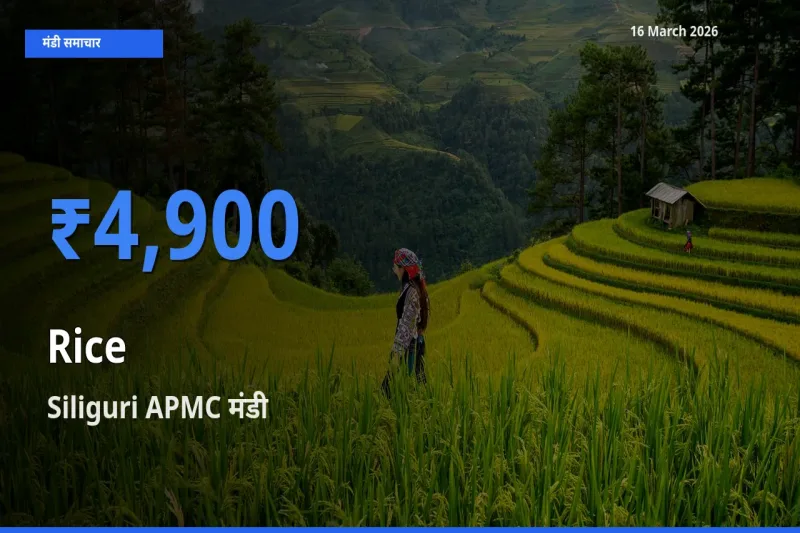Siliguri APMC मंडी में आज चावल के सबसे ऊँचे दाम दर्ज