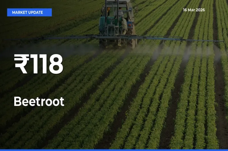 Beetroot Prices Gain Momentum Across 118+ Mandis – Market Trend Strengthens