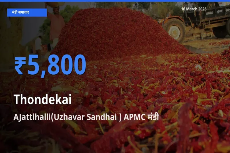 16 March अपडेट: कुंदरू के सबसे ऊँचे दाम AJattihalli(Uzhavar Sandhai ) APMC मंडी में